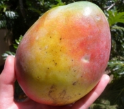 Mango prosto z drzewa