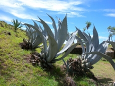 Więcej na www.guadeloupe.pl