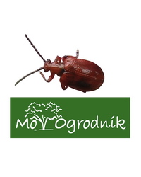 Dlaczego dodaliśmy poskrzypkę cebulową do logo?