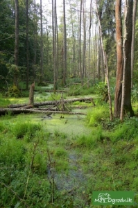 Białowieża na rowerze