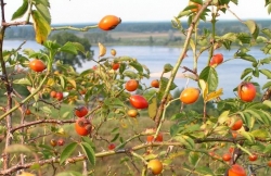 Róża