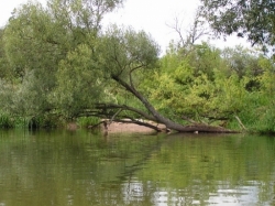 Piaszczyste wysepki porośnięte trawą