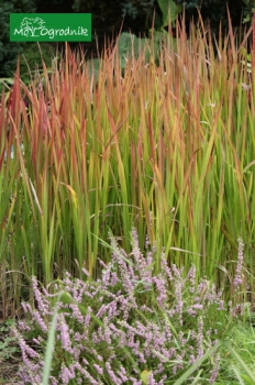 Imperata cylindryczna