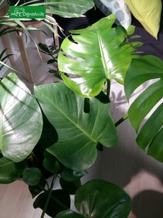 Monstera -uprawa w domu