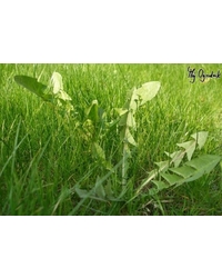 Chwasty na trawniku - ekologiczne sposoby na ich wyplewienie