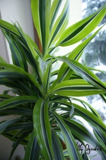 Dracena