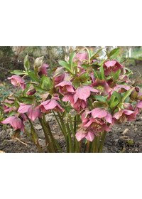 Ciemiernik purpurowy