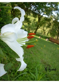 Lilia biała