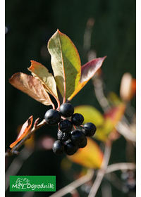 Aronia śliwolistna