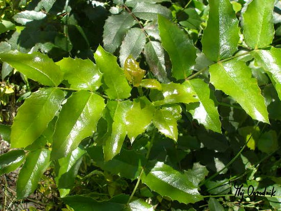 Mahonia pospolita